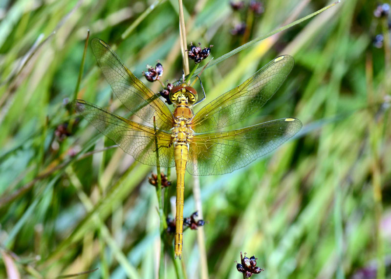 Libellula da determinare